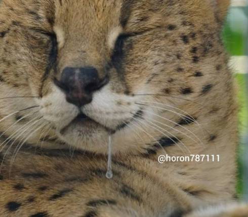 サーバルキャット わんぱーくこうち シャア君 よだれ