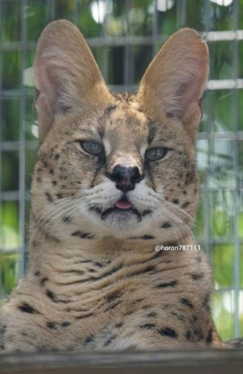 サーバルキャット わんぱーくこうち シャア君 よだれ