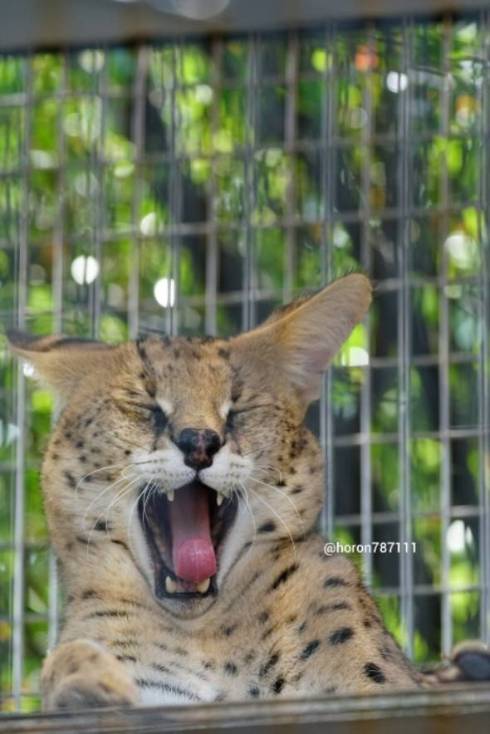 サーバルキャット わんぱーくこうち シャア君 よだれ