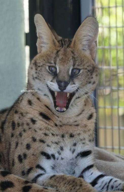 サーバルキャット わんぱーくこうち シャア君 よだれ