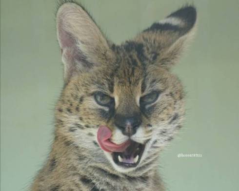 サーバルキャット わんぱーくこうち シャア君 よだれ セイラちゃん