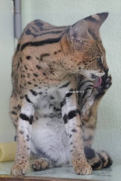 サーバルキャット わんぱーくこうち シャア君 よだれ