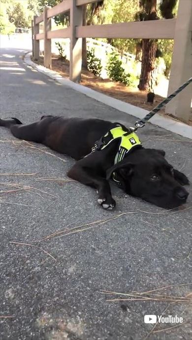 犬