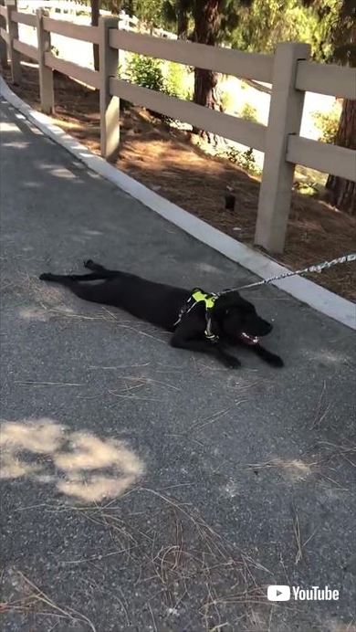 犬