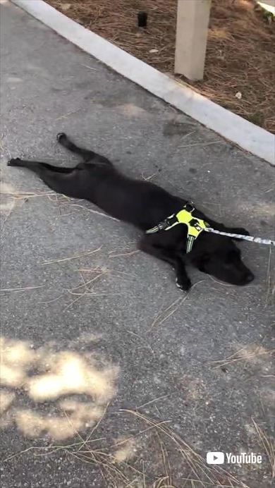犬