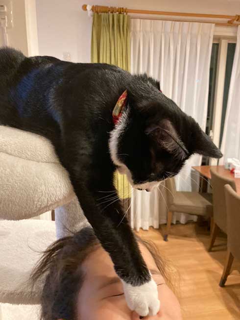 猫 鼻フック 娘 面白 ハプニング 仲良し