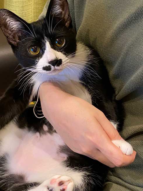 猫 鼻フック 娘 面白 ハプニング 仲良し