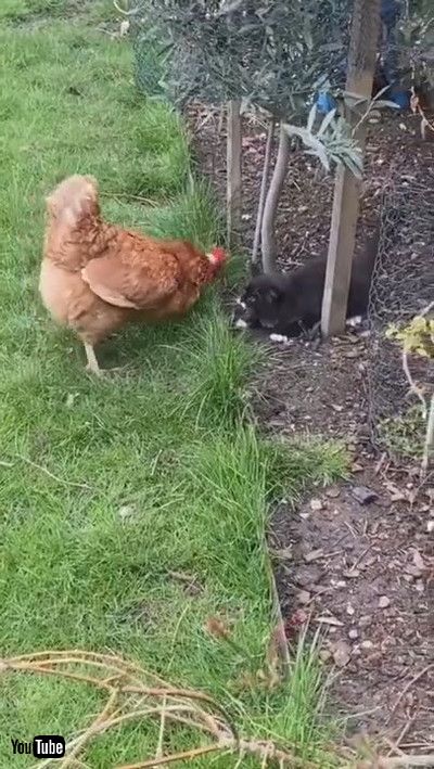 「Chicken Chases Playful Kitten || ViralHog」