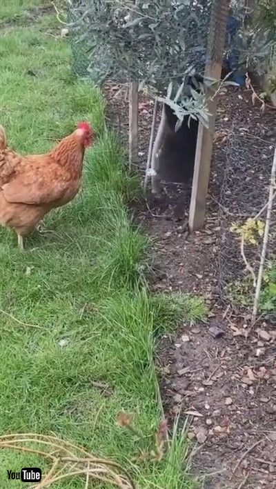 「Chicken Chases Playful Kitten || ViralHog」