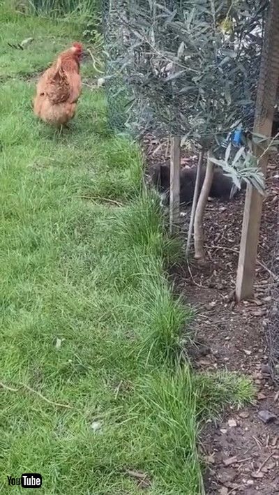 「Chicken Chases Playful Kitten || ViralHog」
