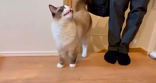 阻止ねこ