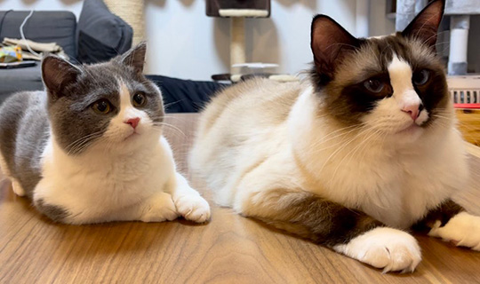 コテツと子猫まるさん