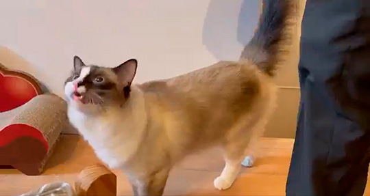 コテツと子猫まるさん