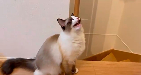 コテツと子猫まるさん