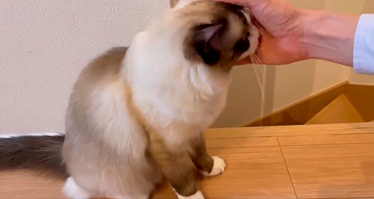 コテツと子猫まるさん