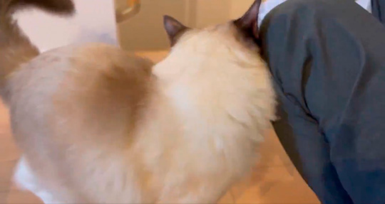 コテツと子猫まるさん