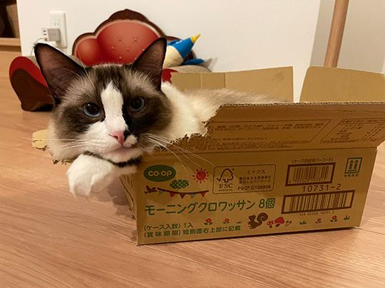 コテツと子猫まるさん