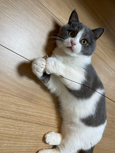 コテツと子猫まるさん