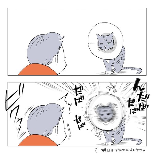 初めて実家の猫に会う