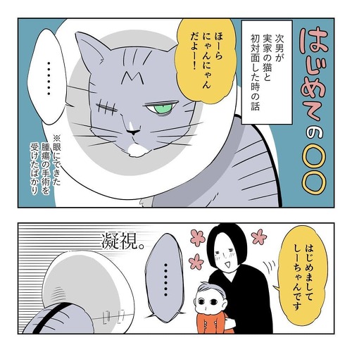 初めて実家の猫に会う