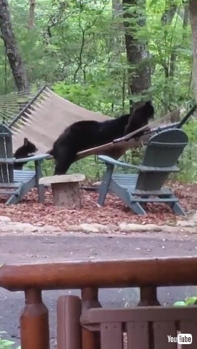 「Mama Bear and Her Cubs Play on Hammock || ViralHog」