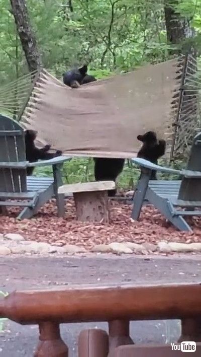 「Mama Bear and Her Cubs Play on Hammock || ViralHog」