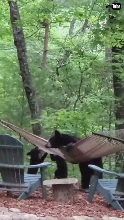 「Mama Bear and Her Cubs Play on Hammock || ViralHog」