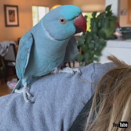 「Passionate Parakeet Gets a Little Pushy || ViralHog」