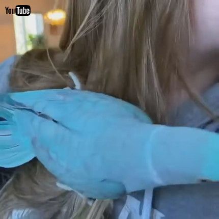 「Passionate Parakeet Gets a Little Pushy || ViralHog」