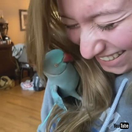「Passionate Parakeet Gets a Little Pushy || ViralHog」