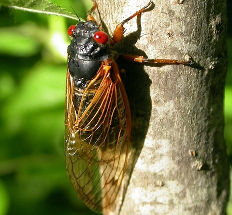 オハイオ シンシナティ ブルードX セミ 事故