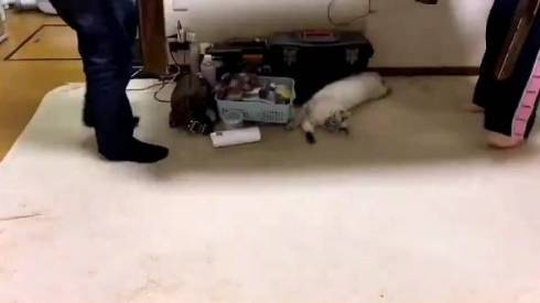 猫 つむぎちゃん お片付け どいてくれない