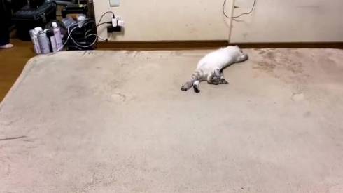 猫 つむぎちゃん お片付け どいてくれない