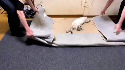 猫 つむぎちゃん お片付け どいてくれない