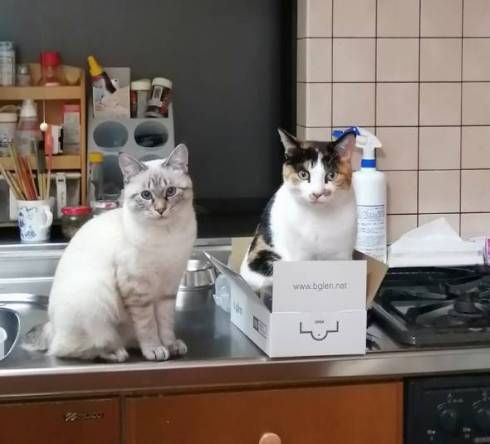 猫 つむぎちゃん お片付け どいてくれない