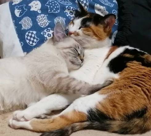 猫 つむぎちゃん お片付け どいてくれない