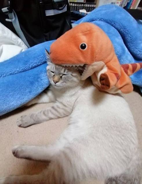 猫 つむぎちゃん お片付け どいてくれない