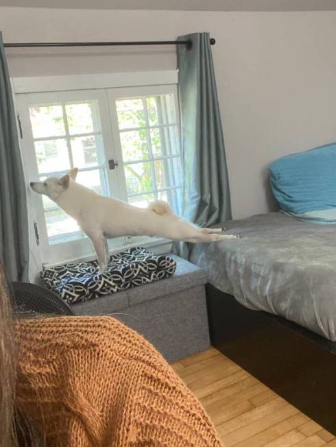 犬 くま君 留守番中 ヨガ