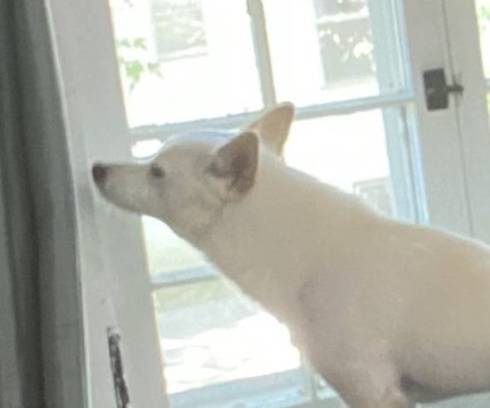 犬 くま君 留守番中 ヨガ