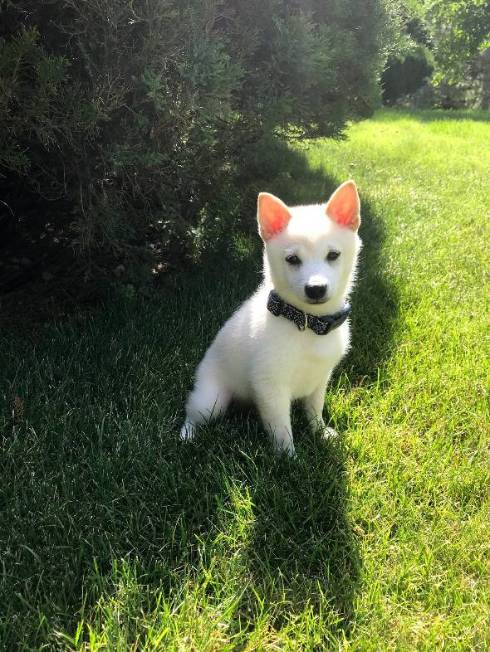 犬 くま君 留守番中 ヨガ