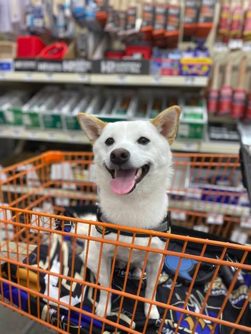 犬 くま君 留守番中 ヨガ