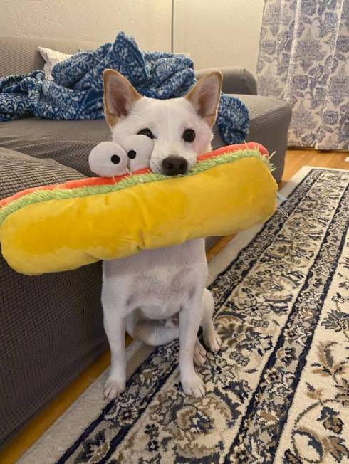 犬 くま君 留守番中 ヨガ