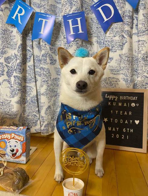 犬 くま君 留守番中 ヨガ