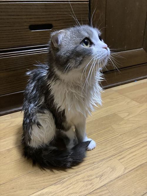 猫