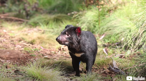 タスマニアデビルが自然繁殖