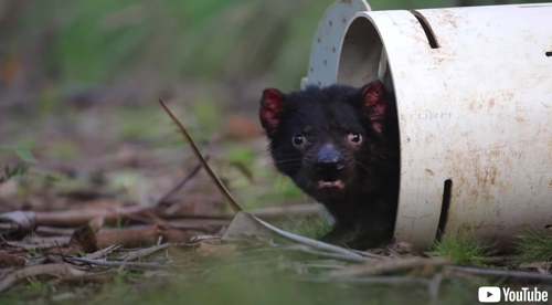 タスマニアデビルが自然繁殖