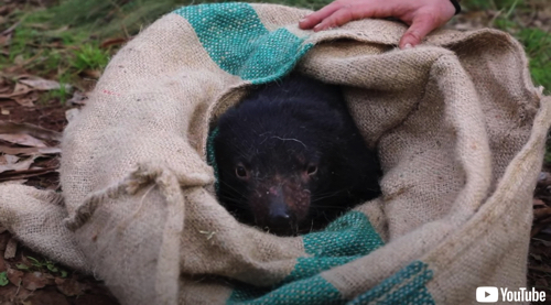 タスマニアデビルが自然繁殖