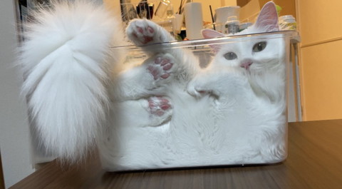 パンのようになっている雪之丞ちゃん