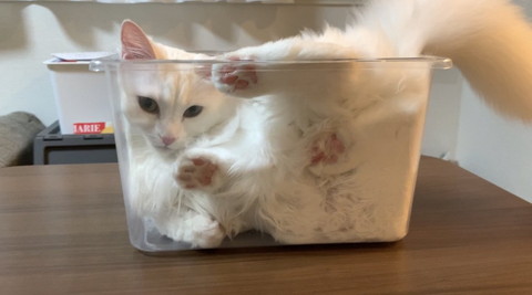 パンのようになっている雪之丞ちゃん