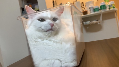 パンのようになっている雪之丞ちゃん